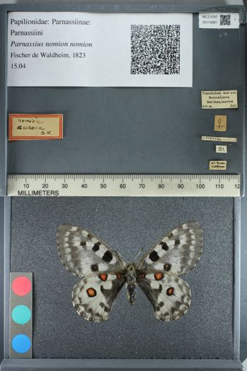 Media type: image;   Entomology 174981